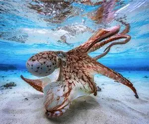 مستند حیات وحش/هوش بالای اختاپوس با انیشتن برابری میکنه