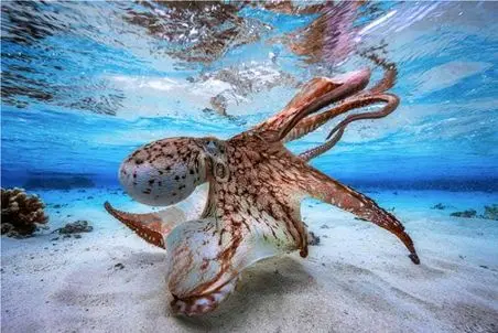 مستند حیات وحش/هوش بالای اختاپوس با انیشتن برابری میکنه