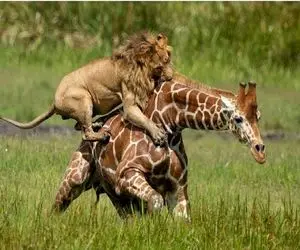 مستند حیات وحش؛ شیر شقی کل هیکلشو از زمین بلند کرد پرید رو زرافه بکشتش پایین