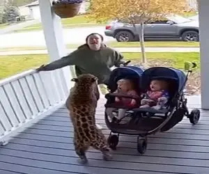 معماری طبیعت؛ پلنگ میخواست به بچه ها حمله کنه مامانه یهو روح پهلوونیش گل کرد لهش کرد