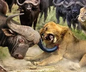 از بدایع حیات وحش؛ بوفالو های غول تشن شیر رو چسبوندن به دیوار و لگدمال کردن