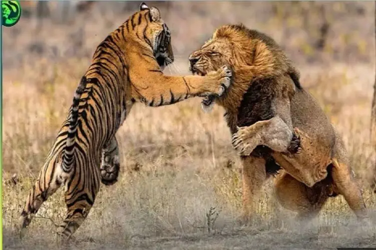 مستند حیات وحش؛ 19 نبرد سهمگین میان شکارچیان برای تصاحب شکار