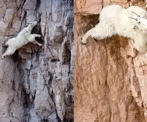 از جذابیت‌های حیات وحش؛ بزکوهی یجوری رو کوه خرغلط زد انگار آهنربا داره به کوه میچسبه