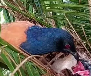 از جذابیت های حیات وحش؛ جوجه دله بعد قورت دادن موش درسته غش کرد مامانشو نگا