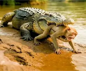 جذابیت حیات وحش/ یورش نافرجام میمون دد برای صیانت همنوع از کروکودیل دهان گشاد