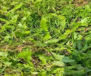 بازی فکری؛ ملخ پنهان تو سبزه زارو فقط افراد با بینایی سالم می تونن پیدا کنن