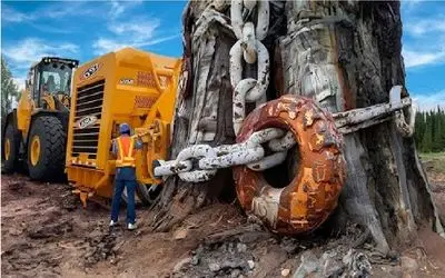 ابزارآلات غول پیکر؛ اپراتور بیل مکانیکی قل و زنجیرشو انداخت دور درخت از جا بکنه