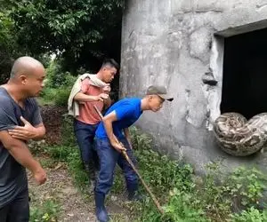 از جذابیت های حیات وحش؛ پیتون غول از پنجره خونه آقاهه و رفقای کله خرش آویزونه