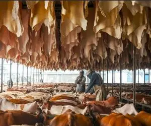 فرآوری گاو؛ گاو میکشن به چهارمیخ پوست تنش بشه چرم تنشون