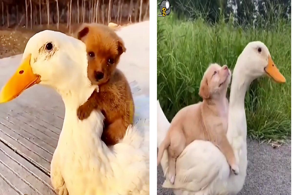از جذابیت‌های حیات وحش؛ سگ در قبال بزرگ کردن بچه‌های اردک ازش سواری میگیره