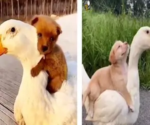 از جذابیت‌های حیات وحش؛ سگ در قبال بزرگ کردن بچه‌های اردک ازش سواری میگیره