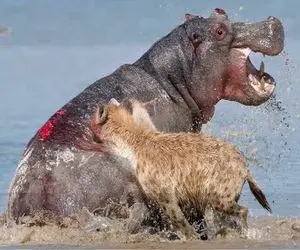 نبرد حیات وحش / لحظه وحشیانه و خشن شکار کفتار و حمله اسب آبی دهن گشاد