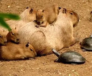 بیرون آمدن یک موجود عجیب و غریب از فاضلاب شهری؛ کاپی‌ بارا چیست؟