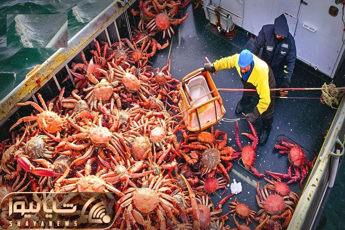 فرآوری خرچنگ؛ خرچنگ زمخت رو صید کردن با تبر اسلایس و بعد با سس سویا آپزش کردن