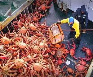 فرآوری خرچنگ؛ خرچنگ زمخت رو صید کردن با تبر اسلایس و بعد با سس سویا آپزش کردن