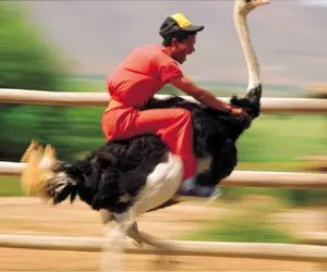 از بدایع حیات وحش؛ سرعت شتر مرغ با اسب مسابقه برابره مردم بدون زین سوارش میشن