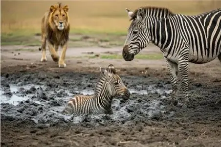 مستند حیات وحش؛ عملیات نجات گورخر مانده در گل با خطر شکار شدن و پایان غیر منتظره