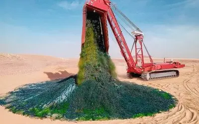 مستند کشاورزی / پرورش گندم و انگور در بیابان های نامیبیا با بهره از جلبک‌های دریایی 