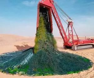 مستند کشاورزی / پرورش گندم و انگور در بیابان های نامیبیا با بهره از جلبک‌های دریایی 