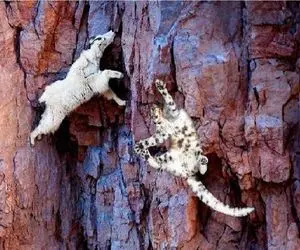 مستند حیات وحش؛ پیگیری پلنگ احمق تا نوک قله قاف منجر به خودکشی اش شد