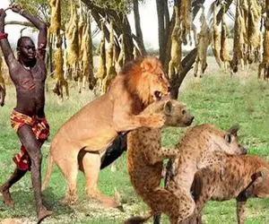 جنگجویان طبیعت؛ شیر و کفتارای لاشخور گوسفند دزدیدن صاحبش هم قطع نخاعشون کرد