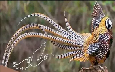 کارخانه حیوانات؛ ژن طاووس ترکیب زدن با پرنده ها ورژن زینتی بوجود بیارن میلیاردی