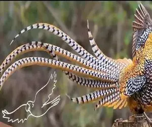 کارخانه حیوانات؛ ژن طاووس ترکیب زدن با پرنده ها ورژن زینتی بوجود بیارن میلیاردی