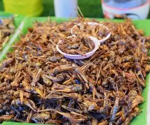 غذاهای چندش ؛ فکنم توی چین دیگه هیچ جک و جونوری نمونده لعنتیا همه چیو میخورن