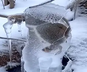 معماری طبیعت؛ سنجاب تو برف قندیل بسته با چکش یخشو میشکونن میزنه به چاک