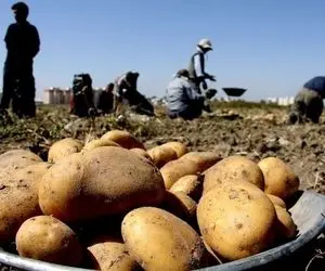 سیب‌زمینی گران شد