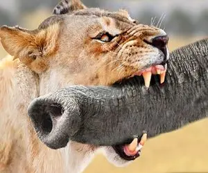 شاهکار حیات وحش؛ شیر زورش نرسید فیل رو بخوره خرطومشو گاز گرفت