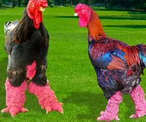 کارخانه حیوانات؛ با تزریق هورمون خروس خوکی تولید کردن هرکول شده و ترسناک میخورن