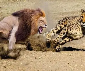 بدایع حیات وحش / ببر به یک شیر حمله کرد تا پادشاهی خود را اثبات کند