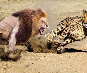 بدایع حیات وحش / ببر احمق به یک شیر حمله کرد تا پادشاهی خود را اثبات کند