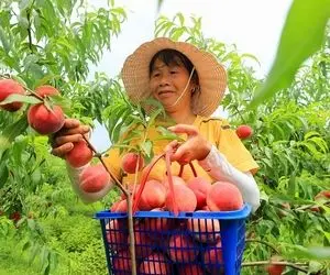 کشاورزی نوین؛ هلو پرورش میدن سرخ و پوست مخملی هر کدوم اندازه هندوانه