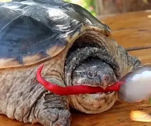 غذای چندش ؛ لاک پشت رو هم  زنده زنده پوست کندش و با روغن قرمز پختش/ چه چندش میخورنش  