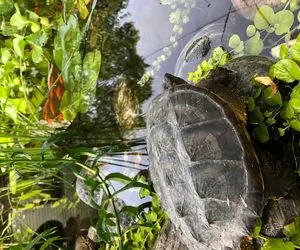 از جذابیت‌های حیات وحش؛ لاکپشت پیر با اون هیکلش از دیوار یه برکه میپره بالا