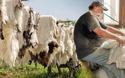 دامداری مدرن؛ پوست کثیف و شپشی گوسفند رو بعد سلاخی سفیدبرفی کردن باهاش کت و پتو ساختن