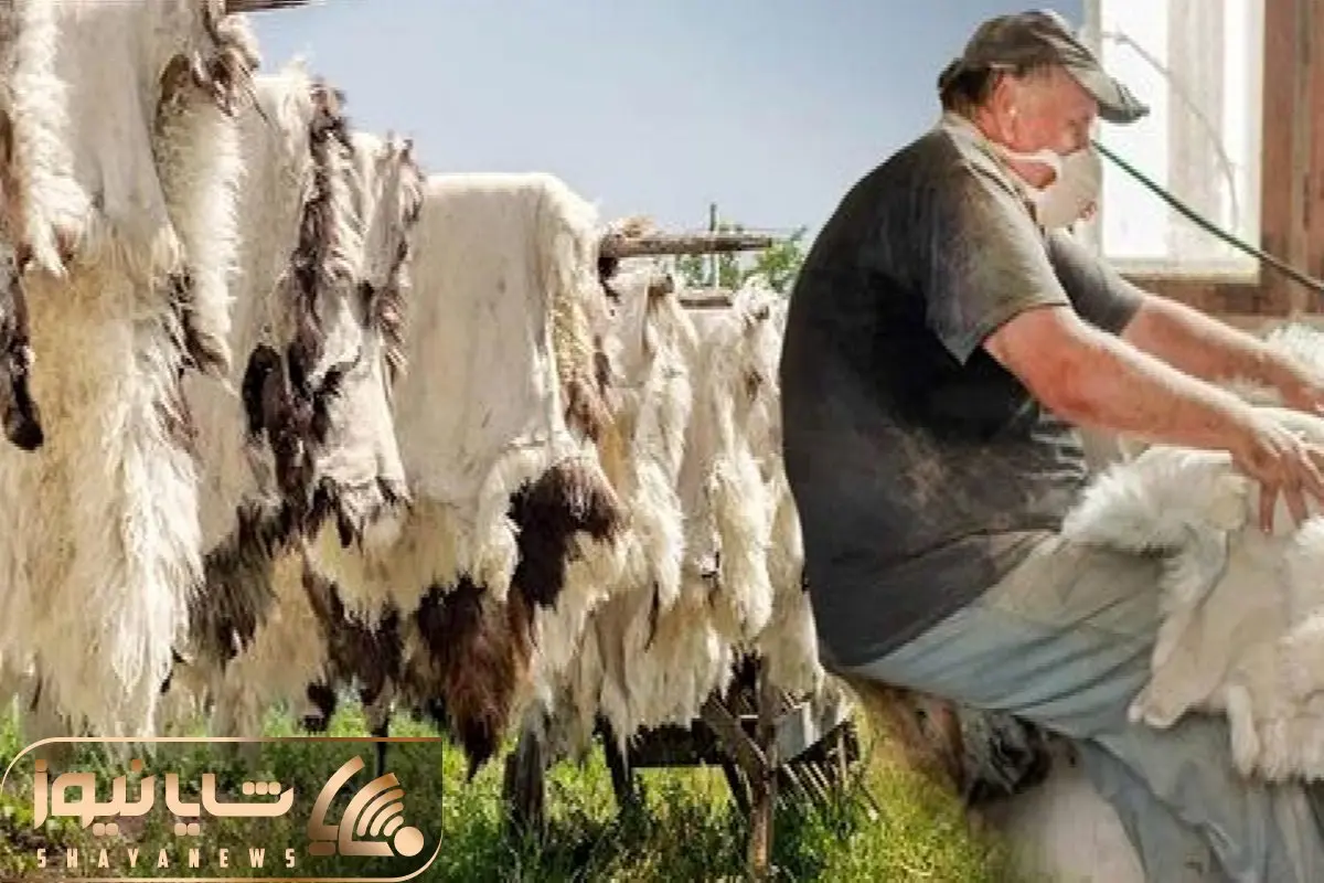 دامداری مدرن؛ پوست کثیف و شپشی گوسفند رو بعد سلاخی سفیدبرفی کردن باهاش کت و پتو ساختن