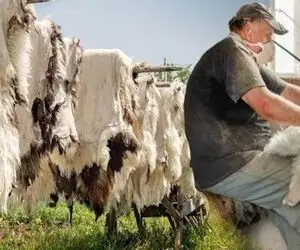 دامداری مدرن؛ پوست کثیف و شپشی گوسفند رو بعد سلاخی سفیدبرفی کردن باهاش کت و پتو ساختن