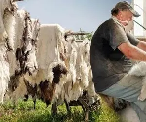 دامداری مدرن؛ پوست کثیف و شپشی گوسفند رو بعد سلاخی سفیدبرفی کردن باهاش کت و پتو ساختن