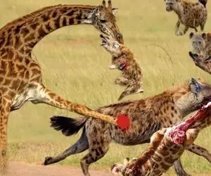 مستند حیات وحش؛ سگ های کریه المنظر زرافه دراز ناز محاصره می کنند