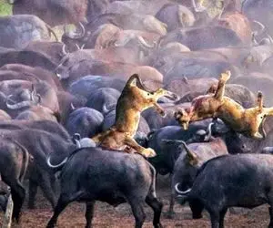 مستند حیات وحش؛ شیر زیر تیزی دیوانه‌ وار شاخ های ۱۰۰ بوفالو