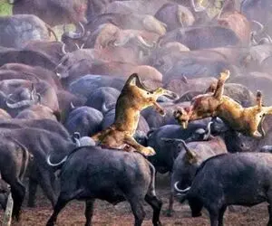مستند حیات وحش؛ شیر زیر تیزی دیوانه‌ وار شاخ های ۱۰۰ بوفالو