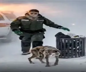 حیات وحش مصنوعی؛ سگ عیال وار برای نجات خانواده از بوران کمک آورد