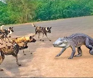 شاهکار حیات وحش؛ کفتارهای لاشخور وسط برکه شیر و شرحه کردن اسیر تمساح خبیث شدن