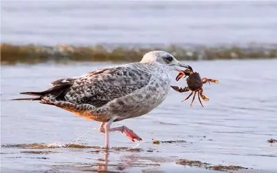 بدایع حیات وحش/مرغای دریایی استانبول با میو میو کردن از غذای گربه ها سو استفاده میکنند