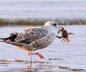 بدایع حیات وحش/مرغای دریایی استانبول با میو میو کردن از غذای گربه ها سو استفاده میکنند