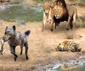 شاهکار حیات وحش؛ شیر باشقاوت کفتار پتیاره ای که بچه شو دزدید رو پاره پوره کرد