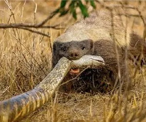 جذابیت حیات وحش؛ راسو ریزه فوتش کنن مرده ولی واسه یه جنگل قلدری میکنه